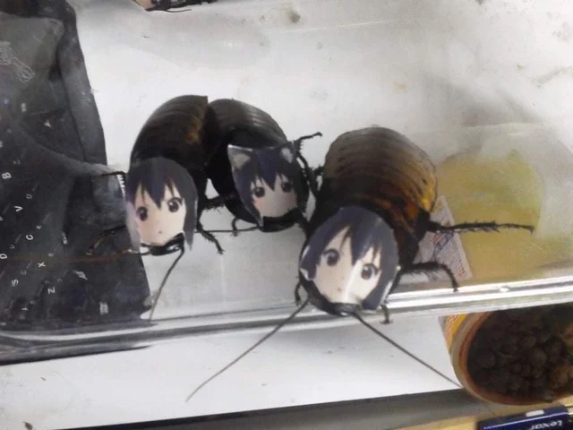 Image of hissing roahces with anime faces on them.